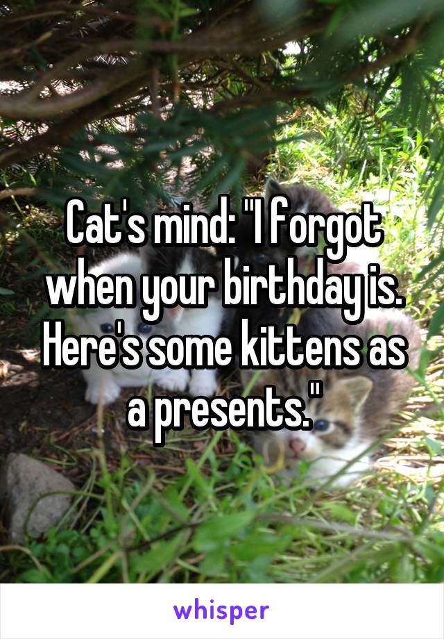 Cat's mind: "I forgot when your birthday is. Here's some kittens as a presents."