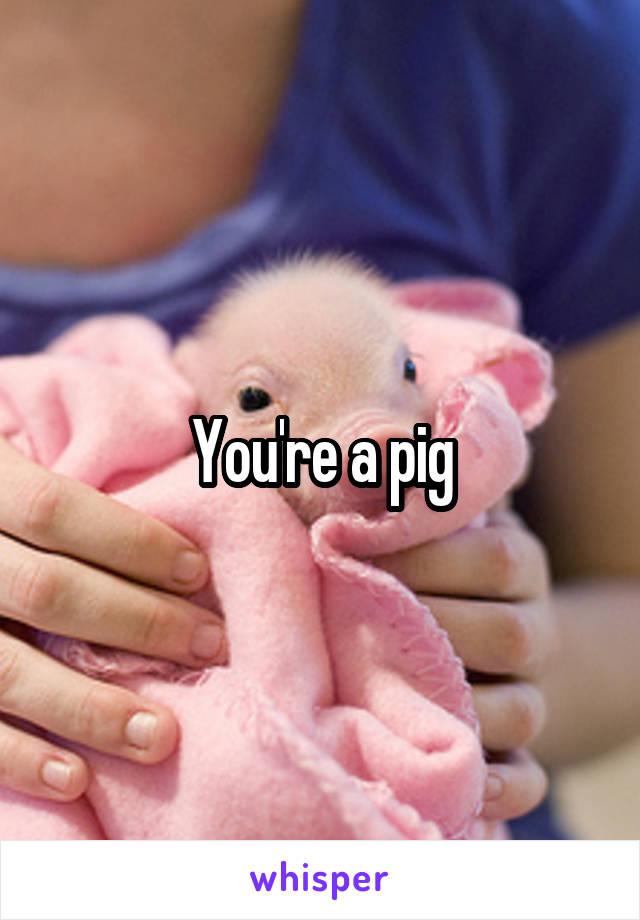 You're a pig