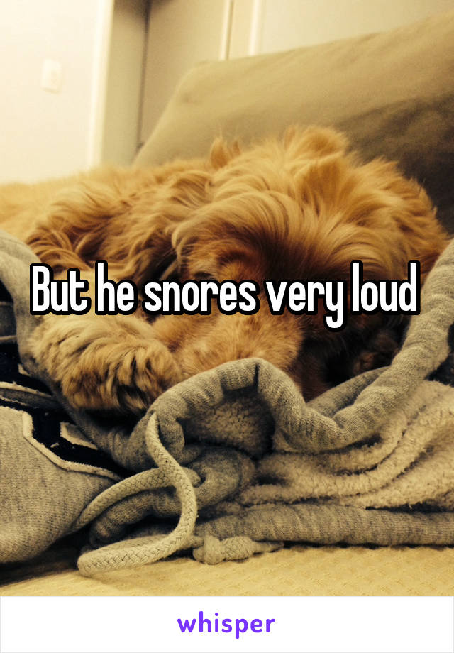 But he snores very loud 
