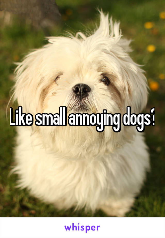 Like small annoying dogs?