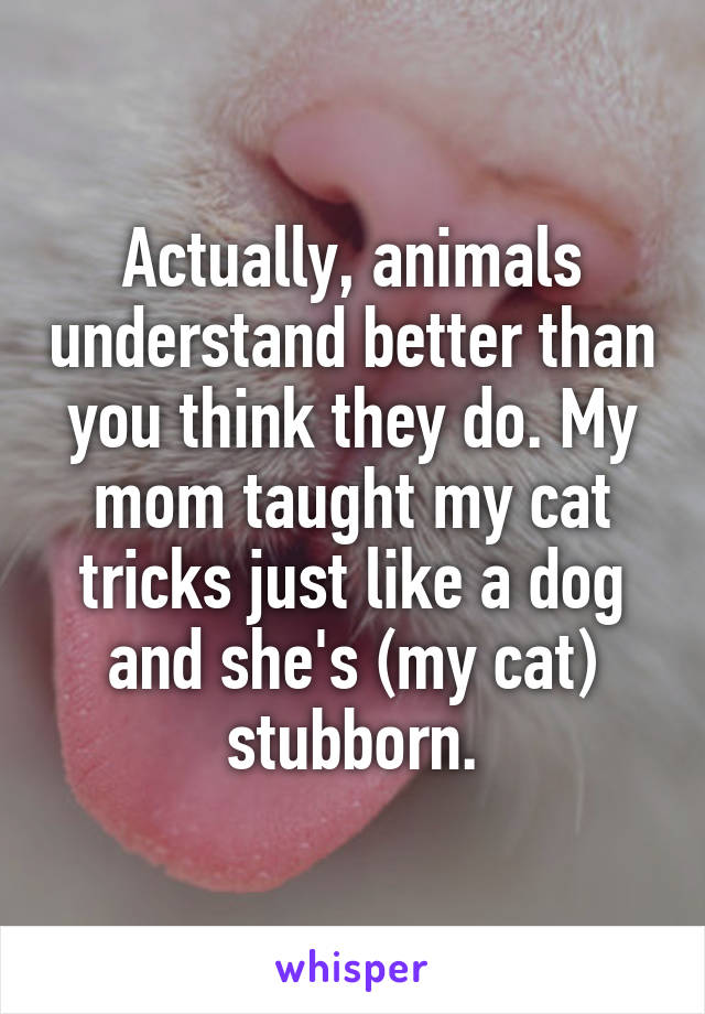 Actually, animals understand better than you think they do. My mom taught my cat tricks just like a dog and she's (my cat) stubborn.