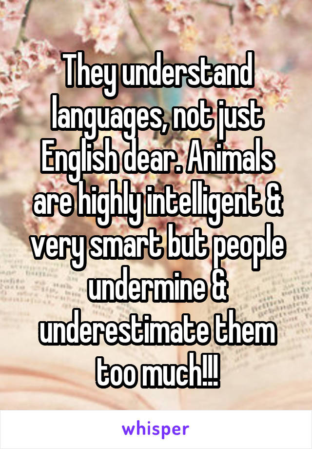 They understand languages, not just English dear. Animals are highly intelligent & very smart but people undermine & underestimate them too much!!!