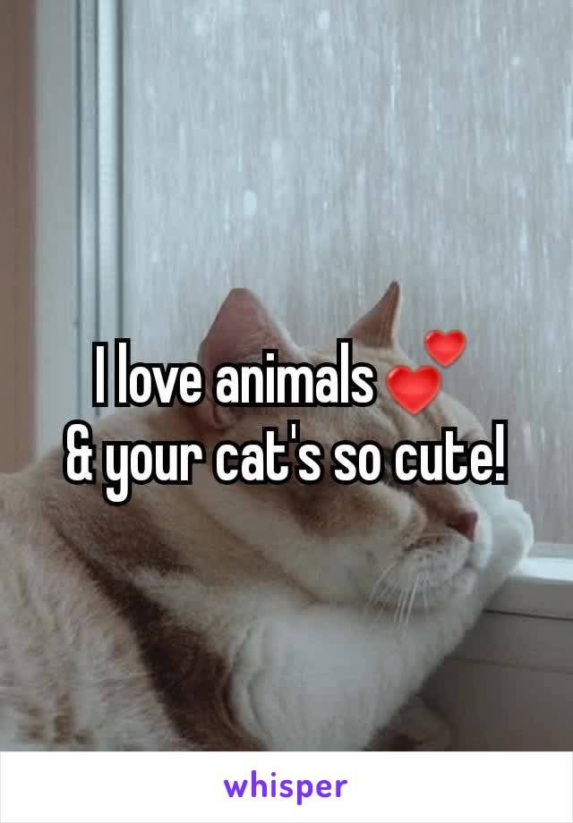 I love animals💕
& your cat's so cute!