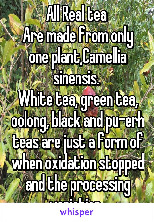 All Real tea 
Are made from only one plant,Camellia sinensis. 
White tea, green tea, oolong, black and pu-erh teas are just a form of when oxidation stopped and the processing variation. 