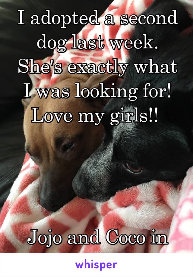 I adopted a second dog last week. She's exactly what I was looking for! Love my girls!! 




Jojo and Coco in the pic 