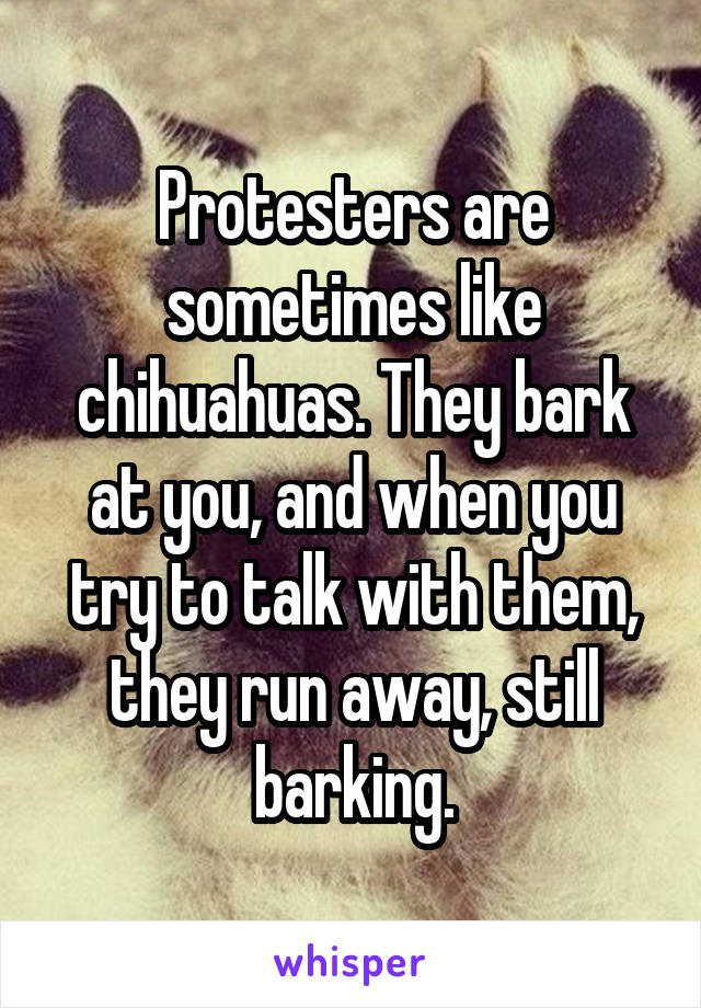 Protesters are sometimes like chihuahuas. They bark at you, and when you try to talk with them, they run away, still barking.