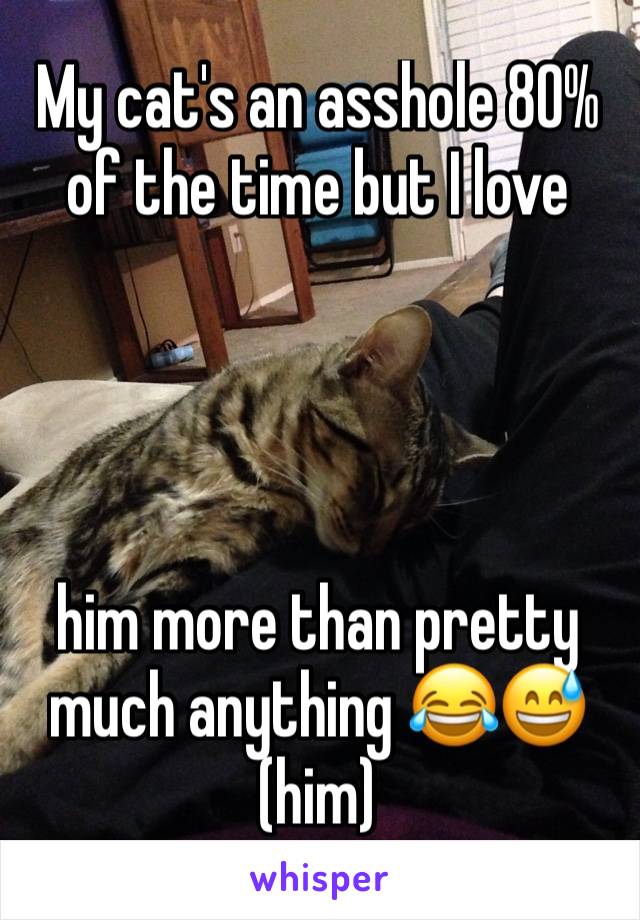 My cat's an asshole 80% of the time but I love 




him more than pretty much anything 😂😅 (him)