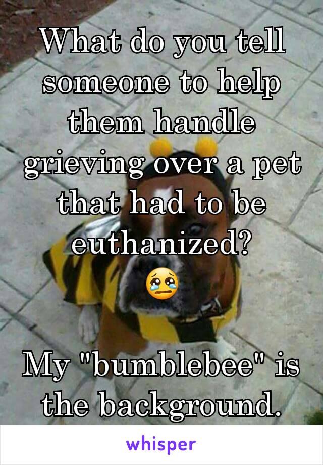 What do you tell someone to help them handle grieving over a pet that had to be euthanized?
😢

My "bumblebee" is the background.