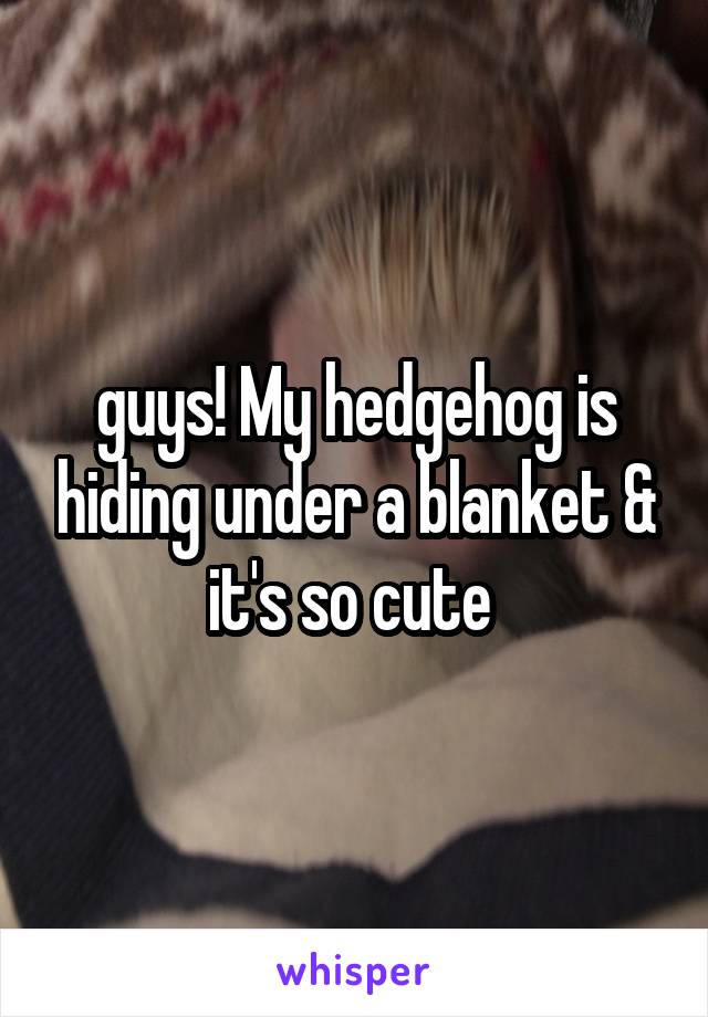 guys! My hedgehog is hiding under a blanket & it's so cute 