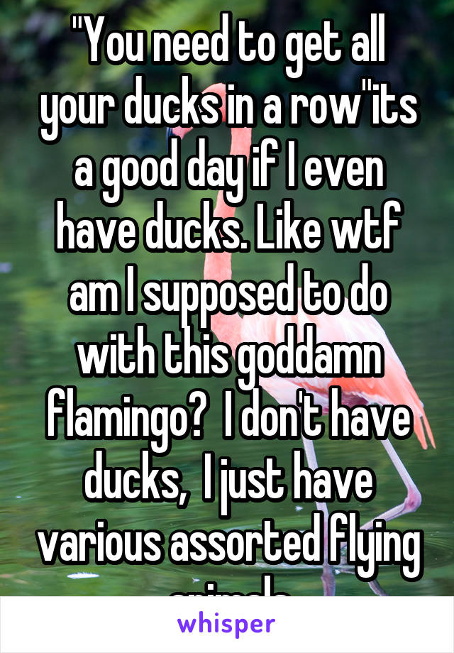 "You need to get all your ducks in a row"its a good day if I even have ducks. Like wtf am I supposed to do with this goddamn flamingo?  I don't have ducks,  I just have various assorted flying animals