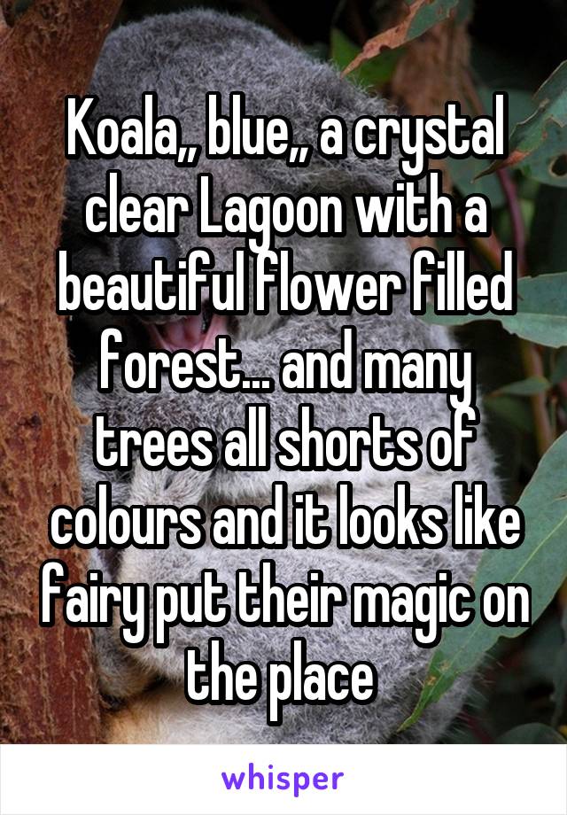 Koala,, blue,, a crystal clear Lagoon with a beautiful flower filled forest... and many trees all shorts of colours and it looks like fairy put their magic on the place 