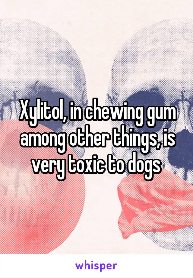 Xylitol, in chewing gum among other things, is very toxic to dogs 