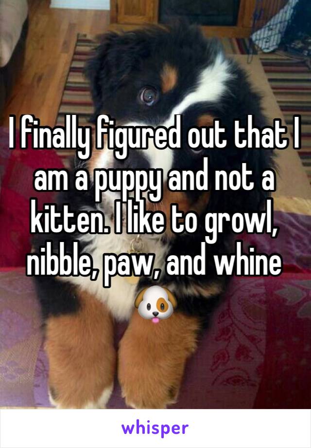 I finally figured out that I am a puppy and not a kitten. I like to growl, nibble, paw, and whine 🐶