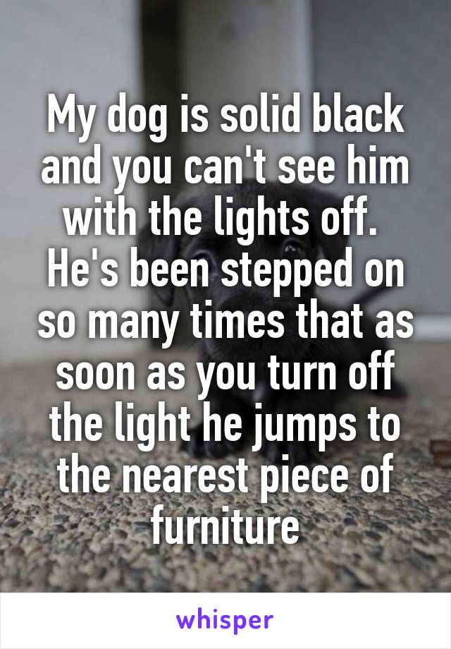 My dog is solid black and you can't see him with the lights off.  He's been stepped on so many times that as soon as you turn off the light he jumps to the nearest piece of furniture