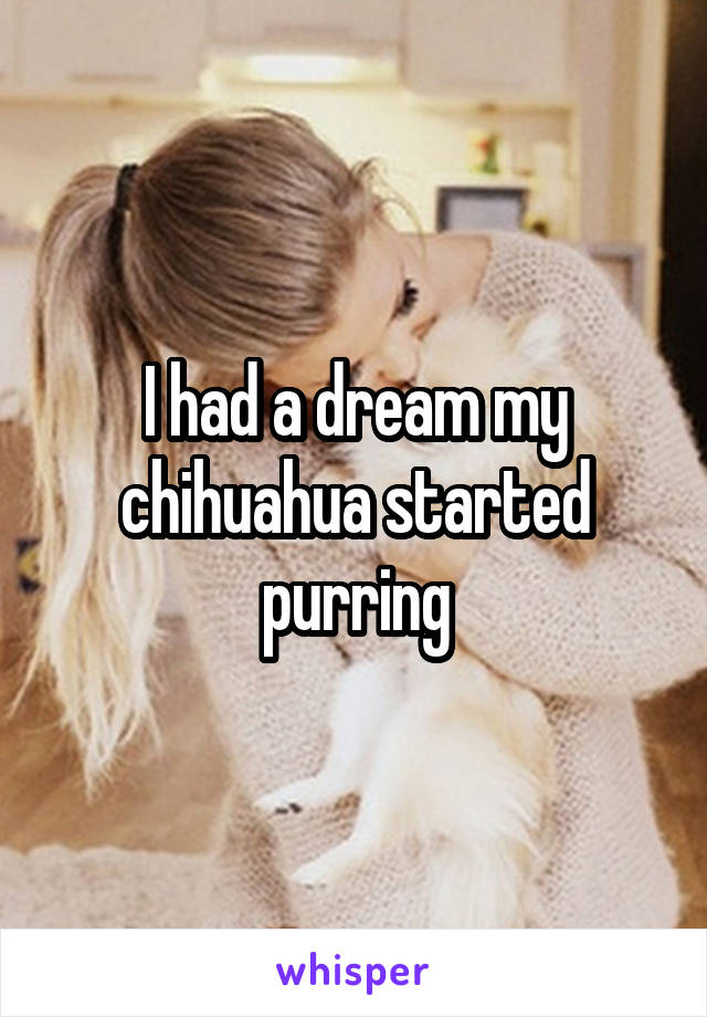 I had a dream my chihuahua started purring