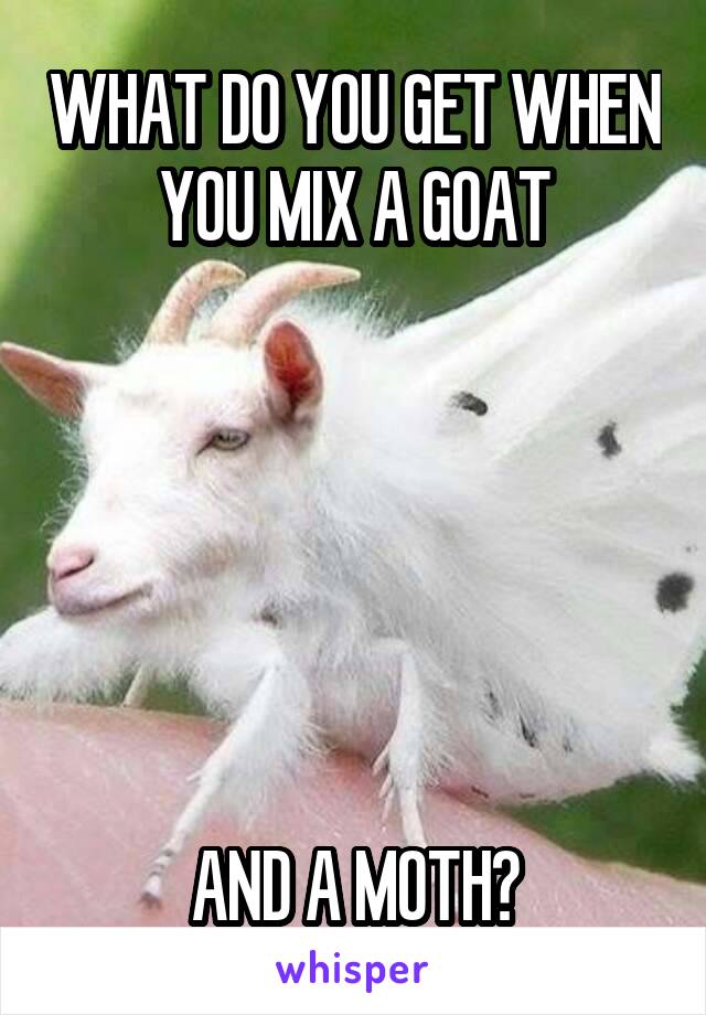 WHAT DO YOU GET WHEN YOU MIX A GOAT






AND A MOTH?