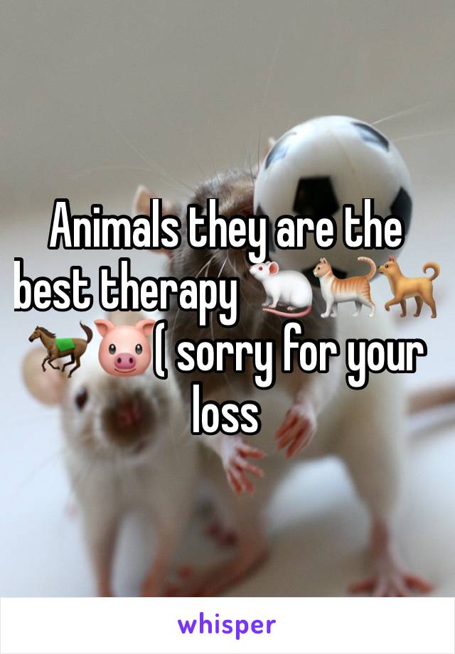 Animals they are the best therapy 🐁🐈🐕🐎🐷( sorry for your loss