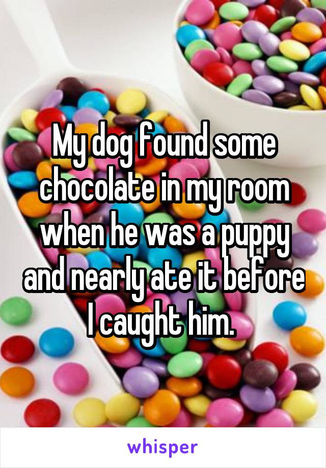 My dog found some chocolate in my room when he was a puppy and nearly ate it before I caught him. 