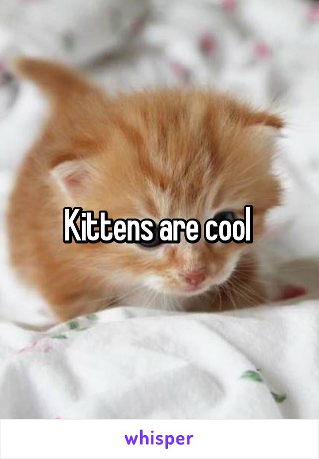 Kittens are cool 