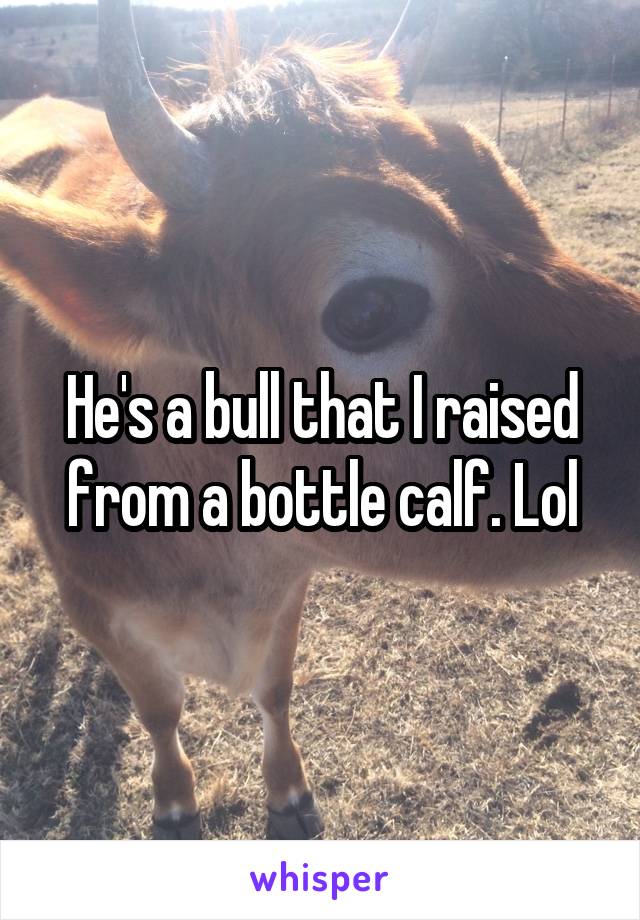 He's a bull that I raised from a bottle calf. Lol