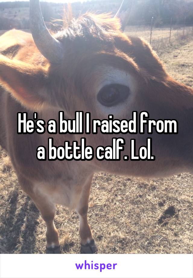 He's a bull I raised from a bottle calf. Lol. 