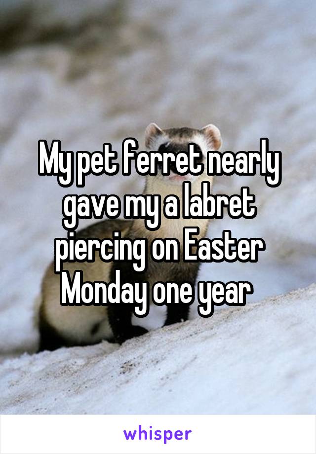 My pet ferret nearly gave my a labret piercing on Easter Monday one year 
