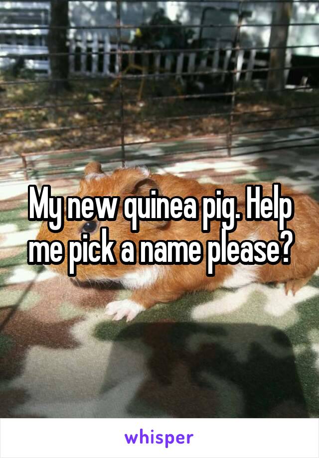 My new quinea pig. Help me pick a name please?