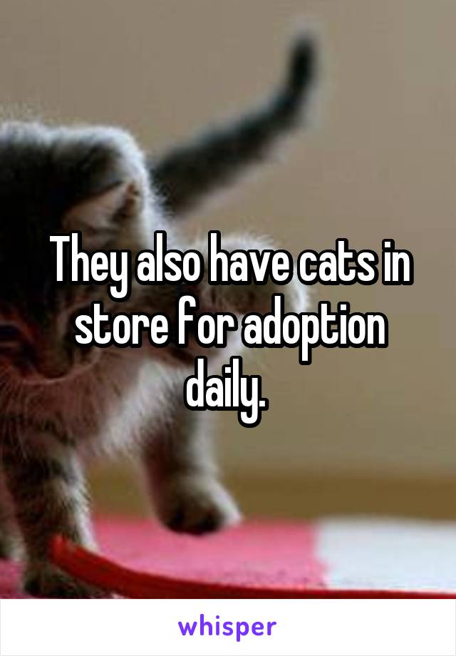 They also have cats in store for adoption daily. 