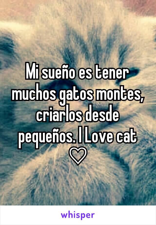 Mi sueño es tener muchos gatos montes, criarlos desde pequeños. I Love cat ♡