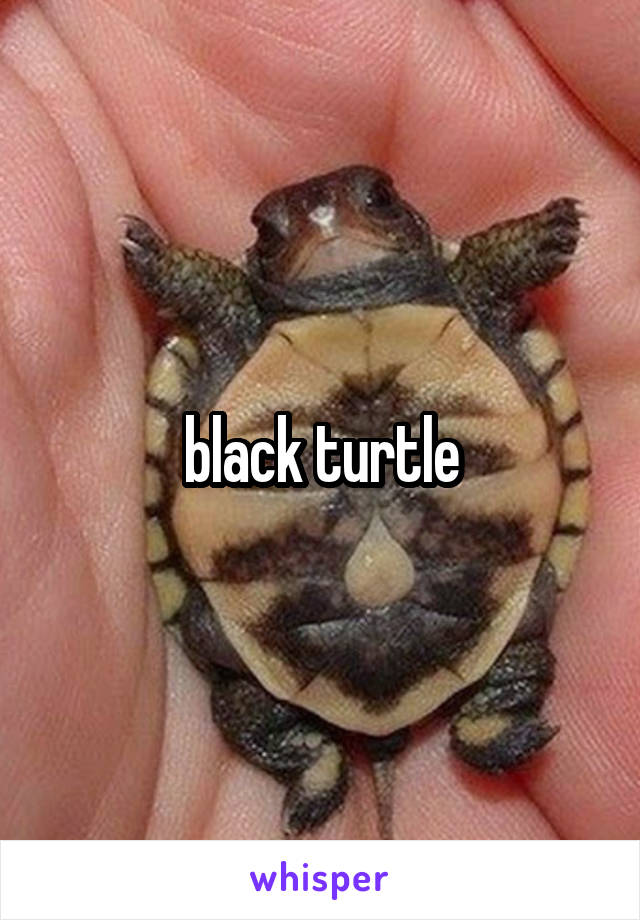 black turtle