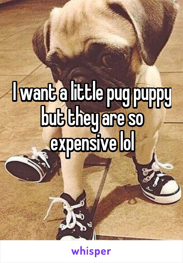 I want a little pug puppy but they are so expensive lol
