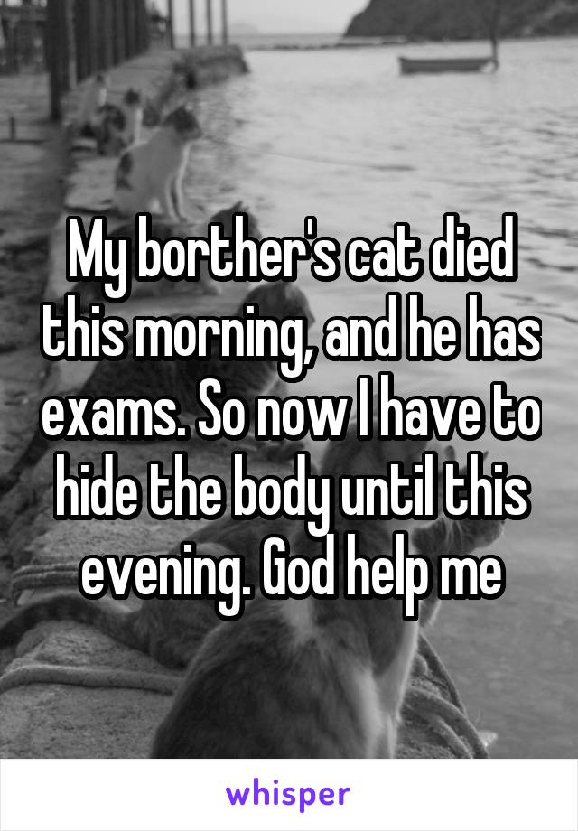 My borther's cat died this morning, and he has exams. So now I have to hide the body until this evening. God help me