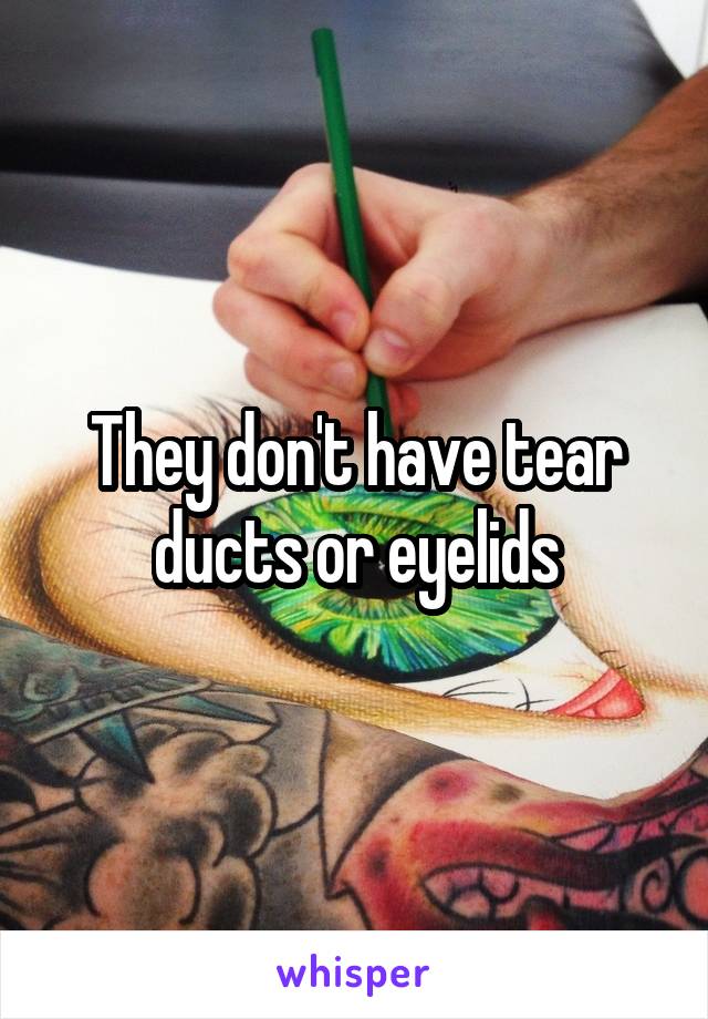 They don't have tear ducts or eyelids