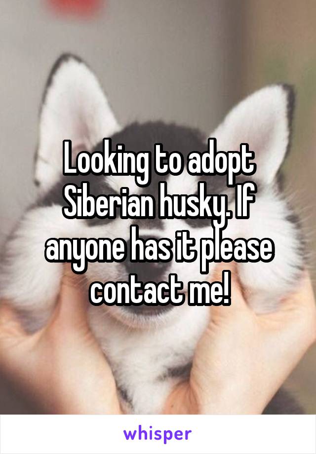 Looking to adopt Siberian husky. If anyone has it please contact me!