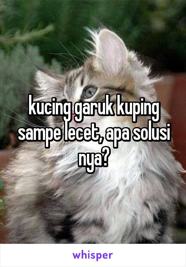 kucing garuk kuping sampe lecet, apa solusi nya?