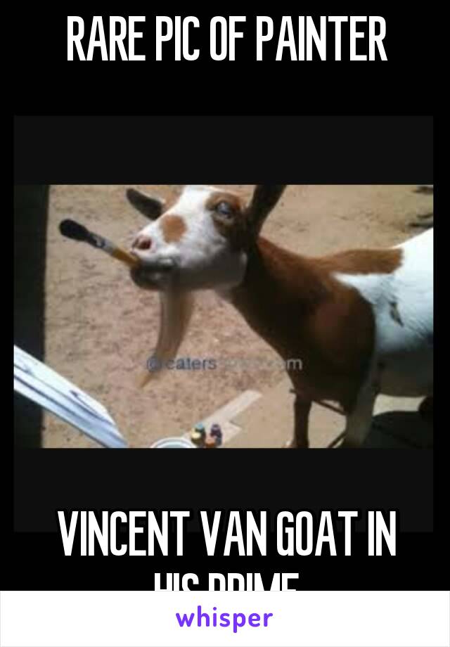 RARE PIC OF PAINTER







VINCENT VAN GOAT IN HIS PRIME