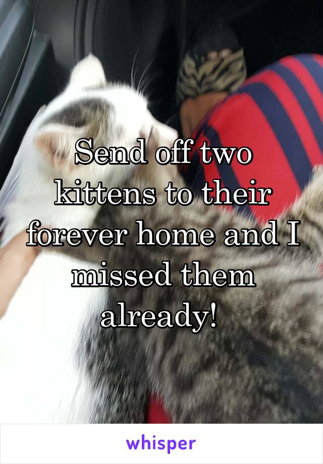 Send off two kittens to their forever home and I missed them already! 