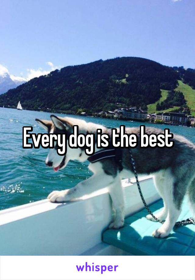 Every dog is the best