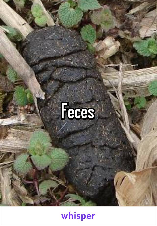 Feces 