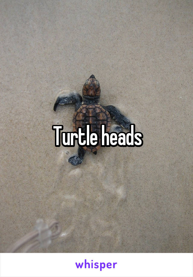Turtle heads