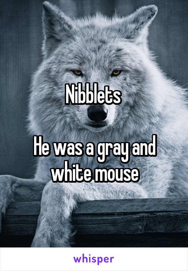 Nibblets 

He was a gray and white mouse