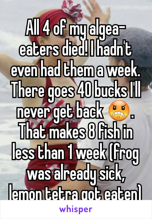 All 4 of my algea-eaters died! I hadn't even had them a week. There goes 40 bucks I'll never get back 😠. That makes 8 fish in less than 1 week (frog was already sick, lemon tetra got eaten)
