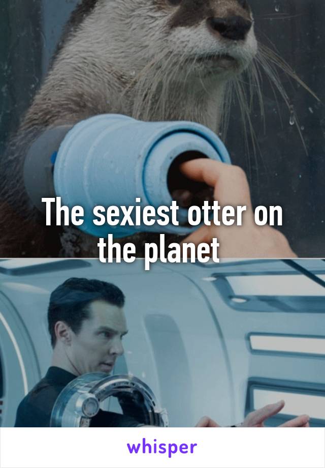 The sexiest otter on the planet 