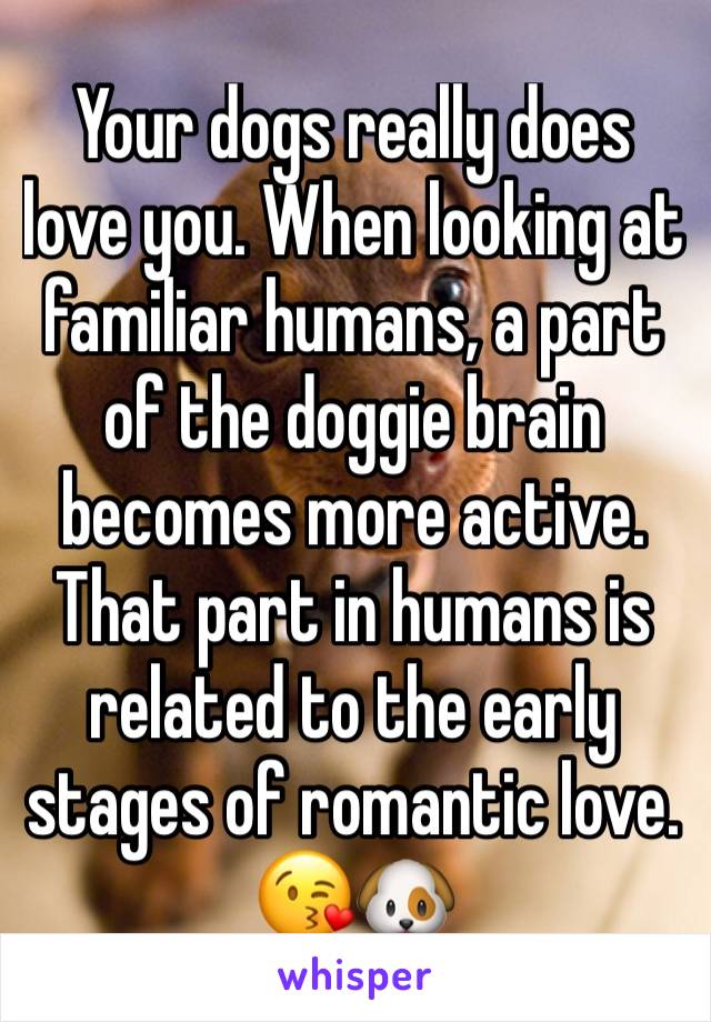 Your dogs really does love you. When looking at familiar humans, a part of the doggie brain becomes more active. That part in humans is related to the early stages of romantic love.
😘🐶