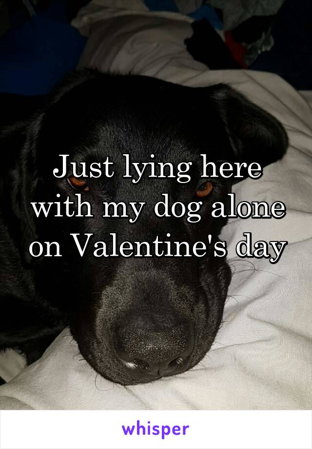 Just lying here with my dog alone on Valentine's day
