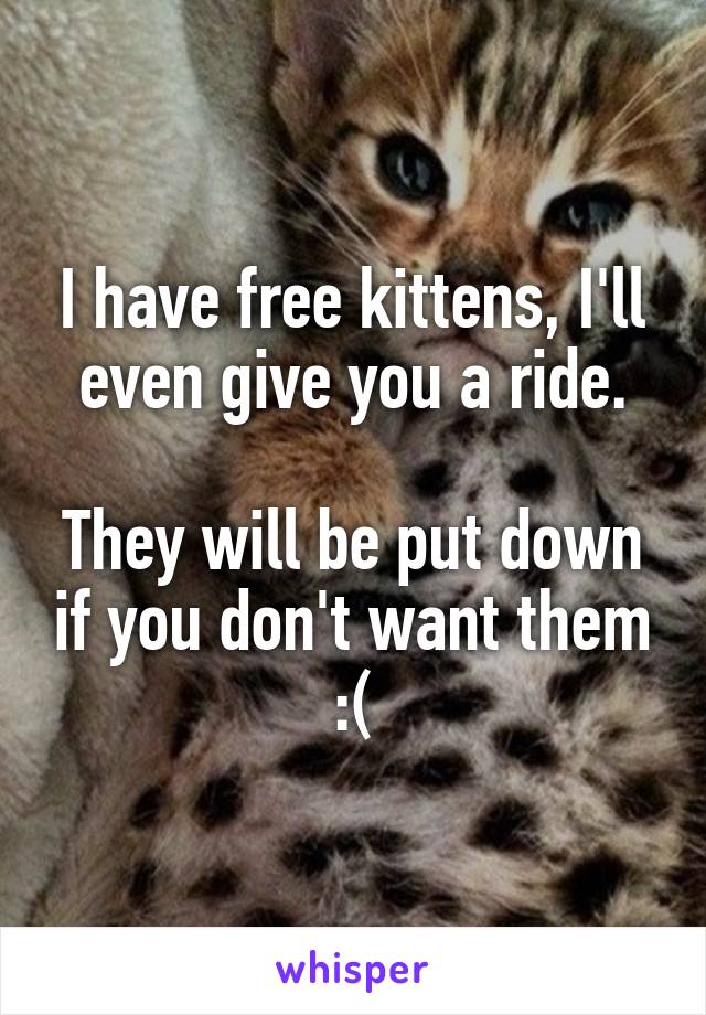 I have free kittens, I'll even give you a ride.

They will be put down if you don't want them :(