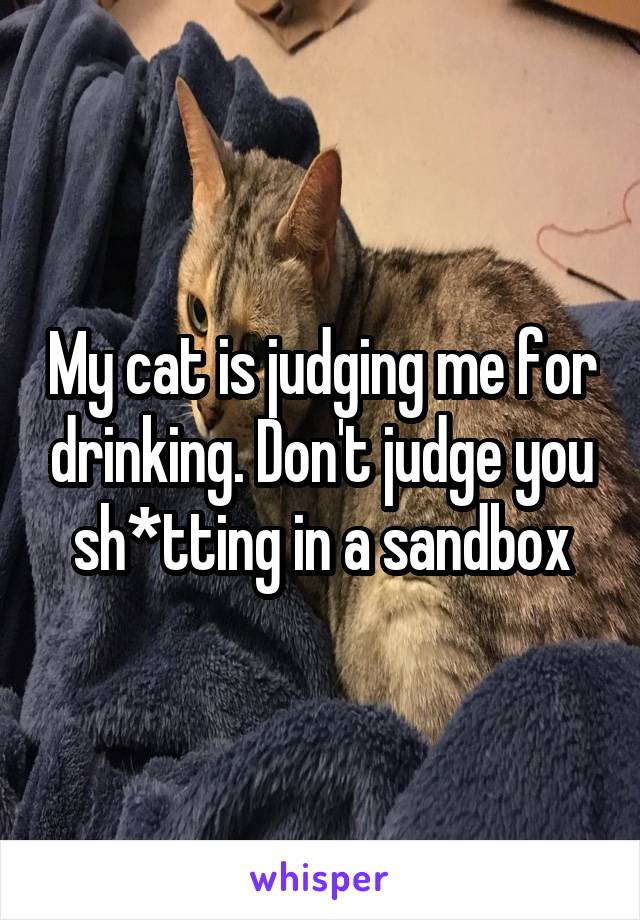 My cat is judging me for drinking. Don't judge you sh*tting in a sandbox