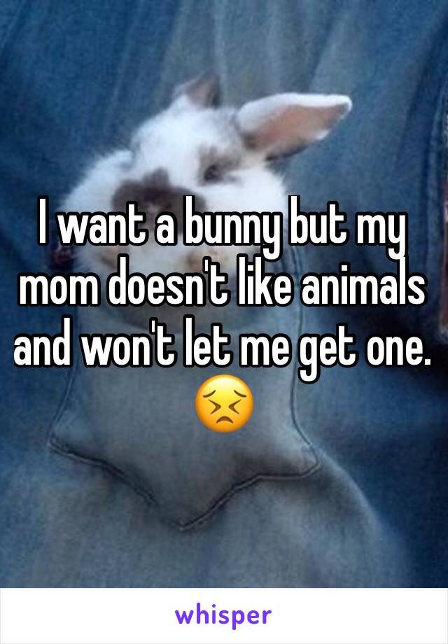 I want a bunny but my mom doesn't like animals and won't let me get one. 😣