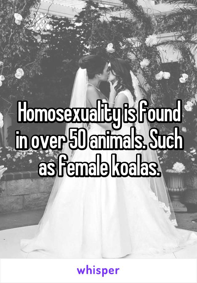 Homosexuality is found in over 50 animals. Such as female koalas.