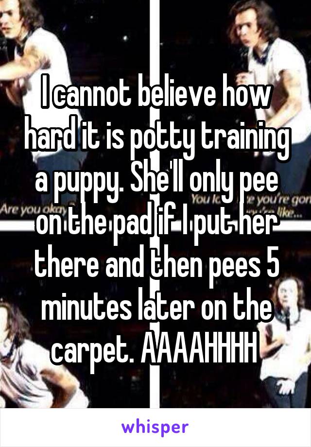 I cannot believe how hard it is potty training a puppy. She'll only pee on the pad if I put her there and then pees 5 minutes later on the carpet. AAAAHHHH 